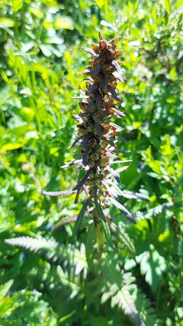 Pedicularis recutita fruit