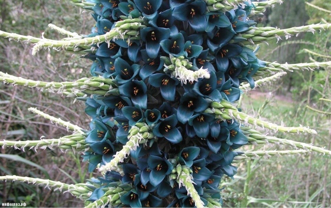 Puya chilensis flower