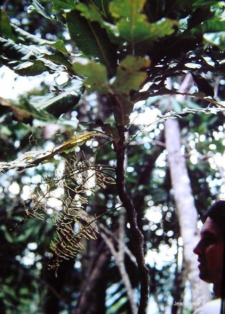 Virotia rousselii — related species from the same genus