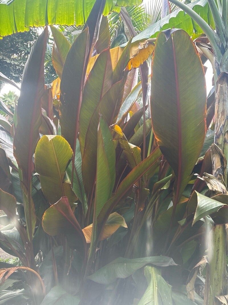 Musa thomsonii — search result for 'Musa'