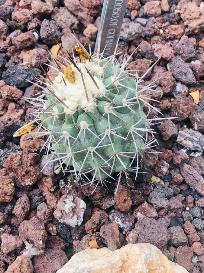 Copiapoa marginata leaf