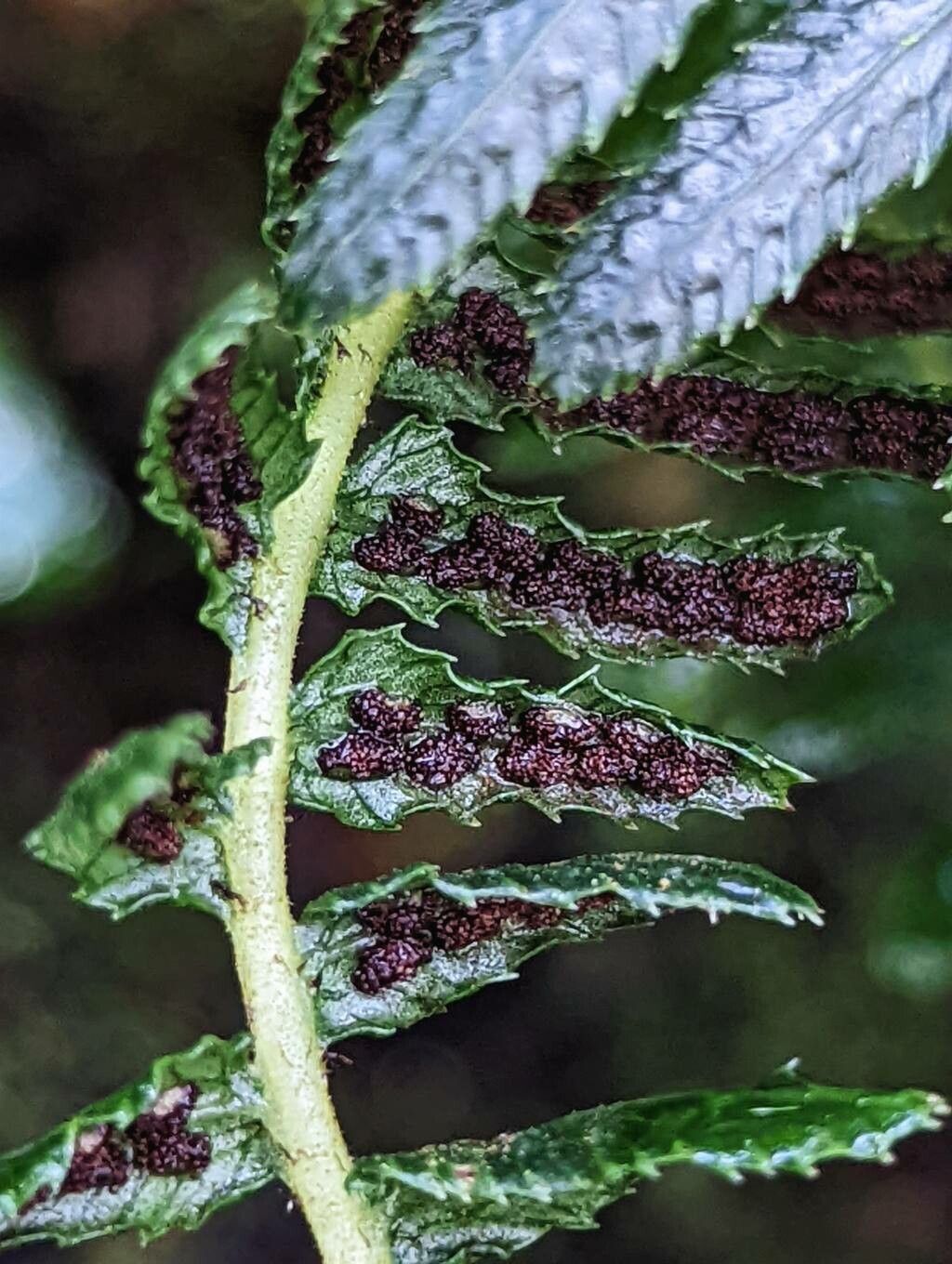 Blechnum maximum fruit