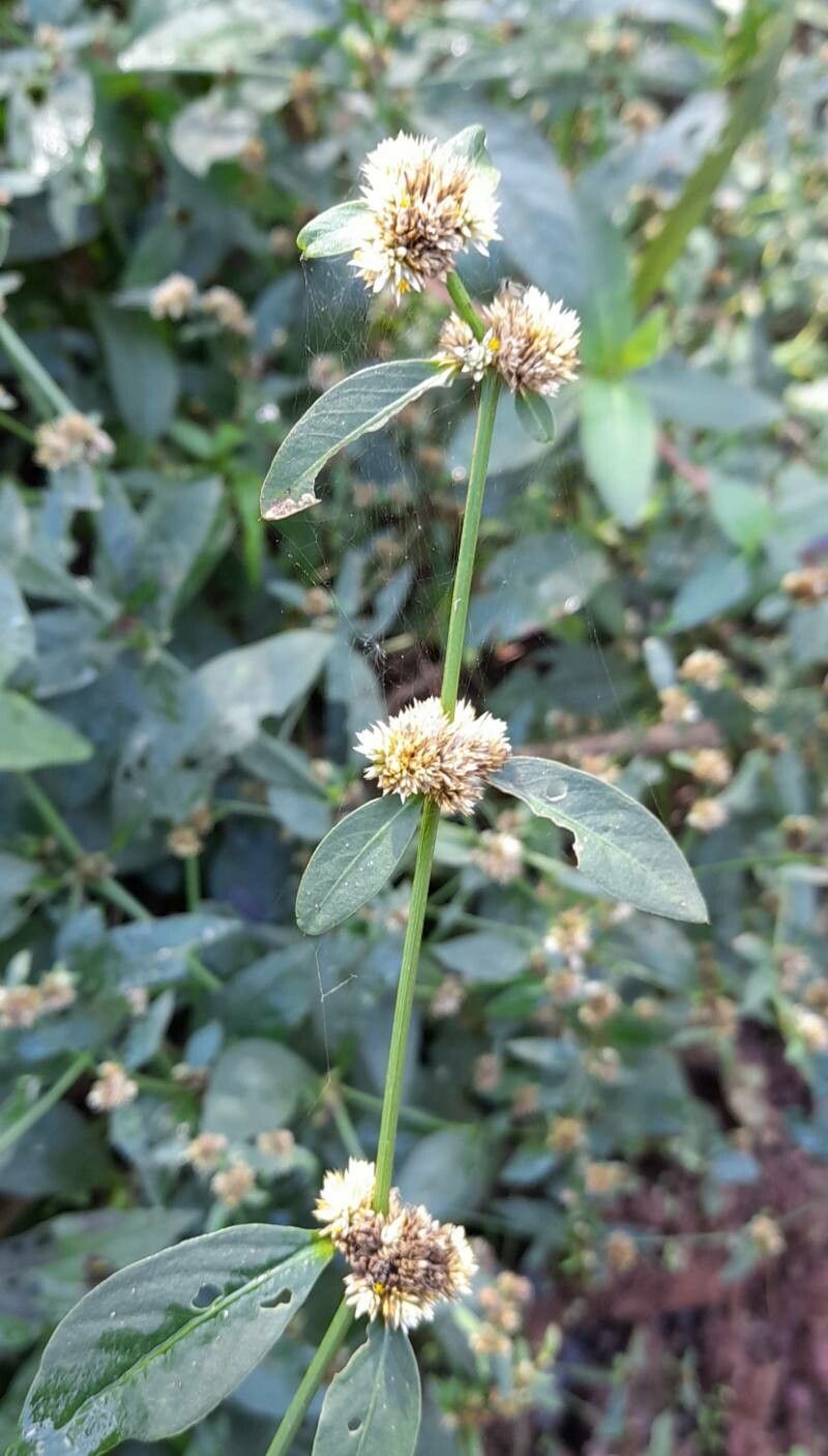 Alternanthera ficoidea flower