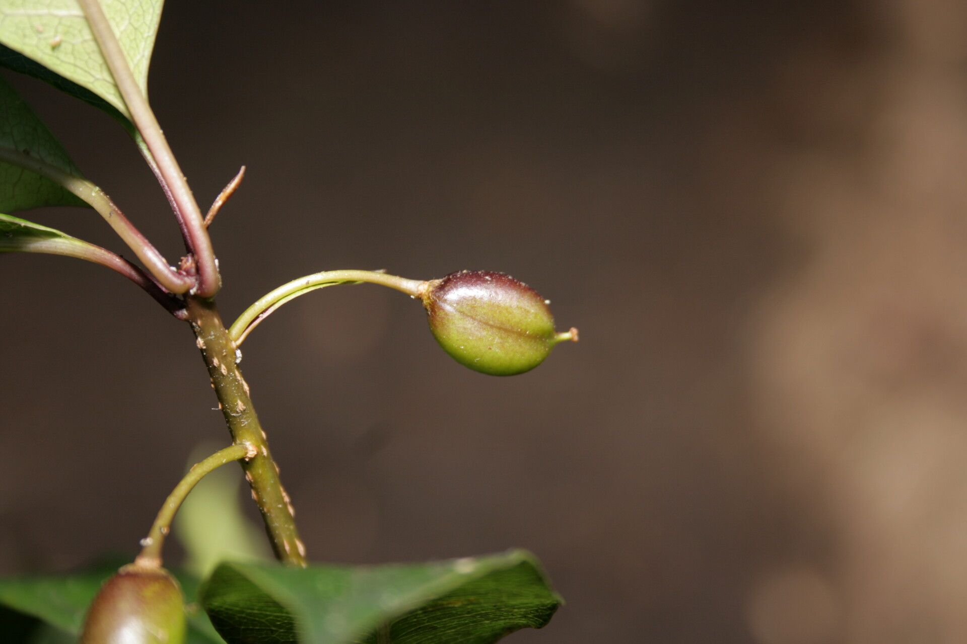 Pittosporum berberidoides fruit