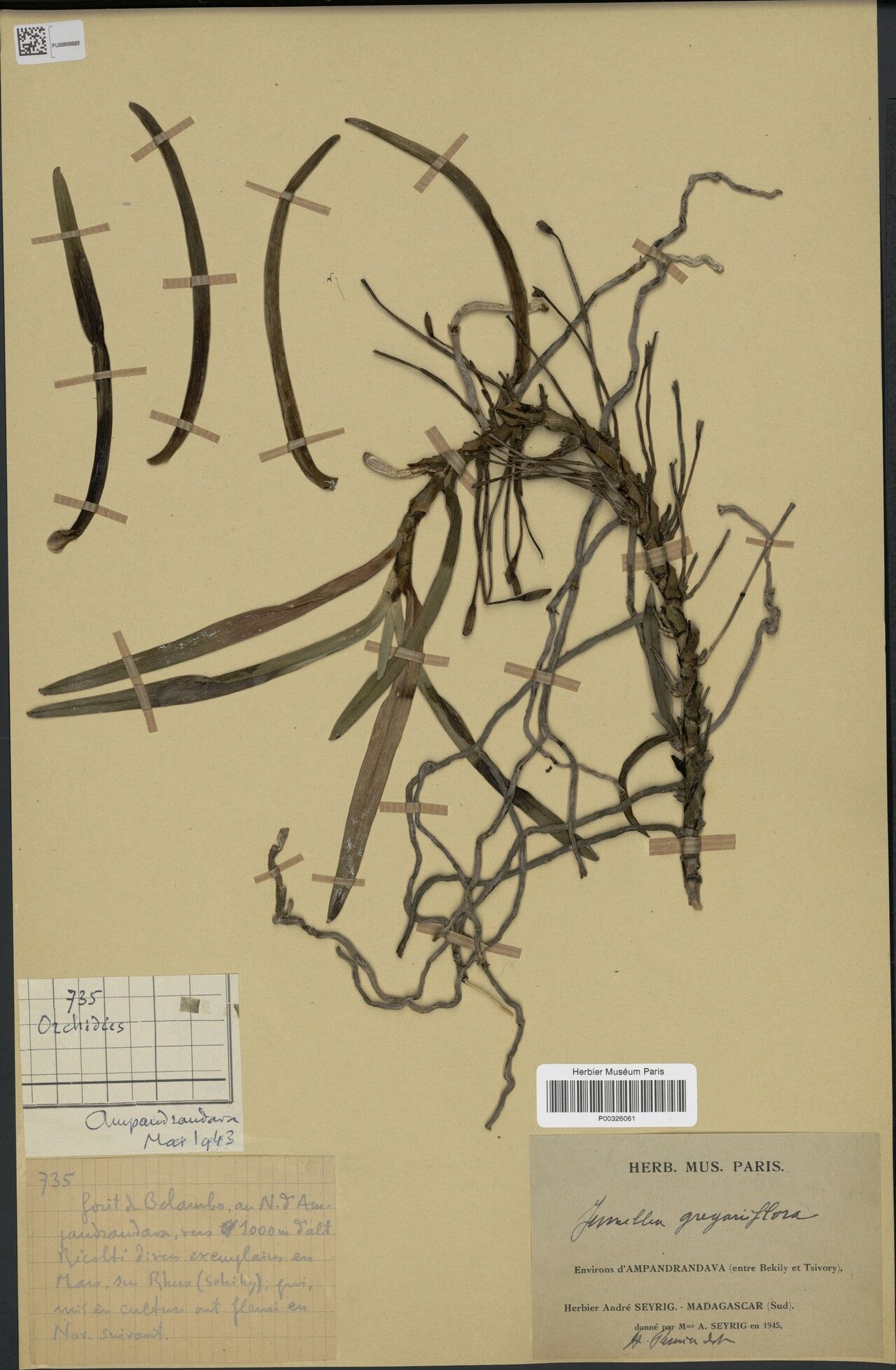 Jumellea gregariiflora — houseplant care guide