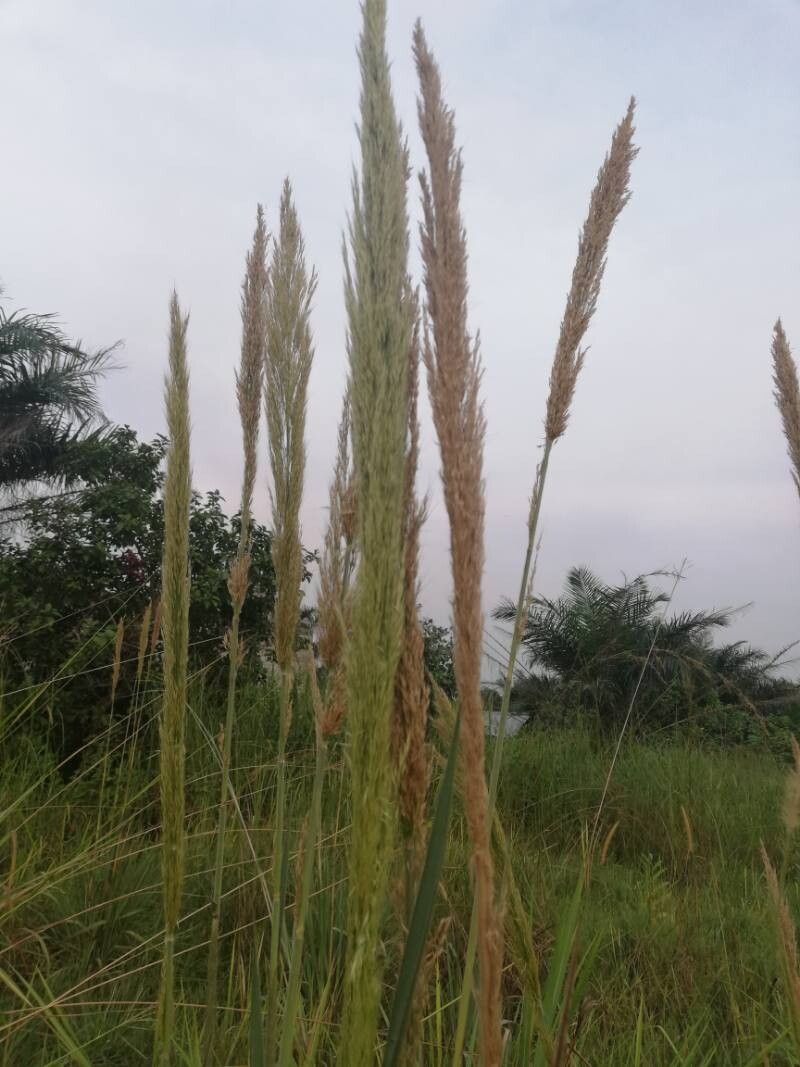 Loudetia phragmitoides flower