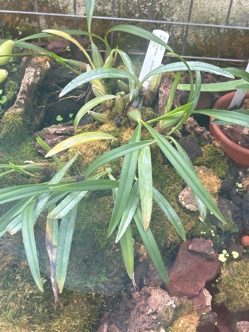 Maxillaria schunkeana — houseplant care guide