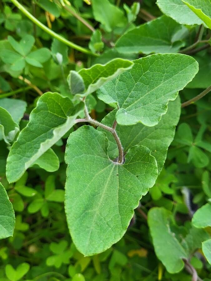Aristolochia cretica leaf