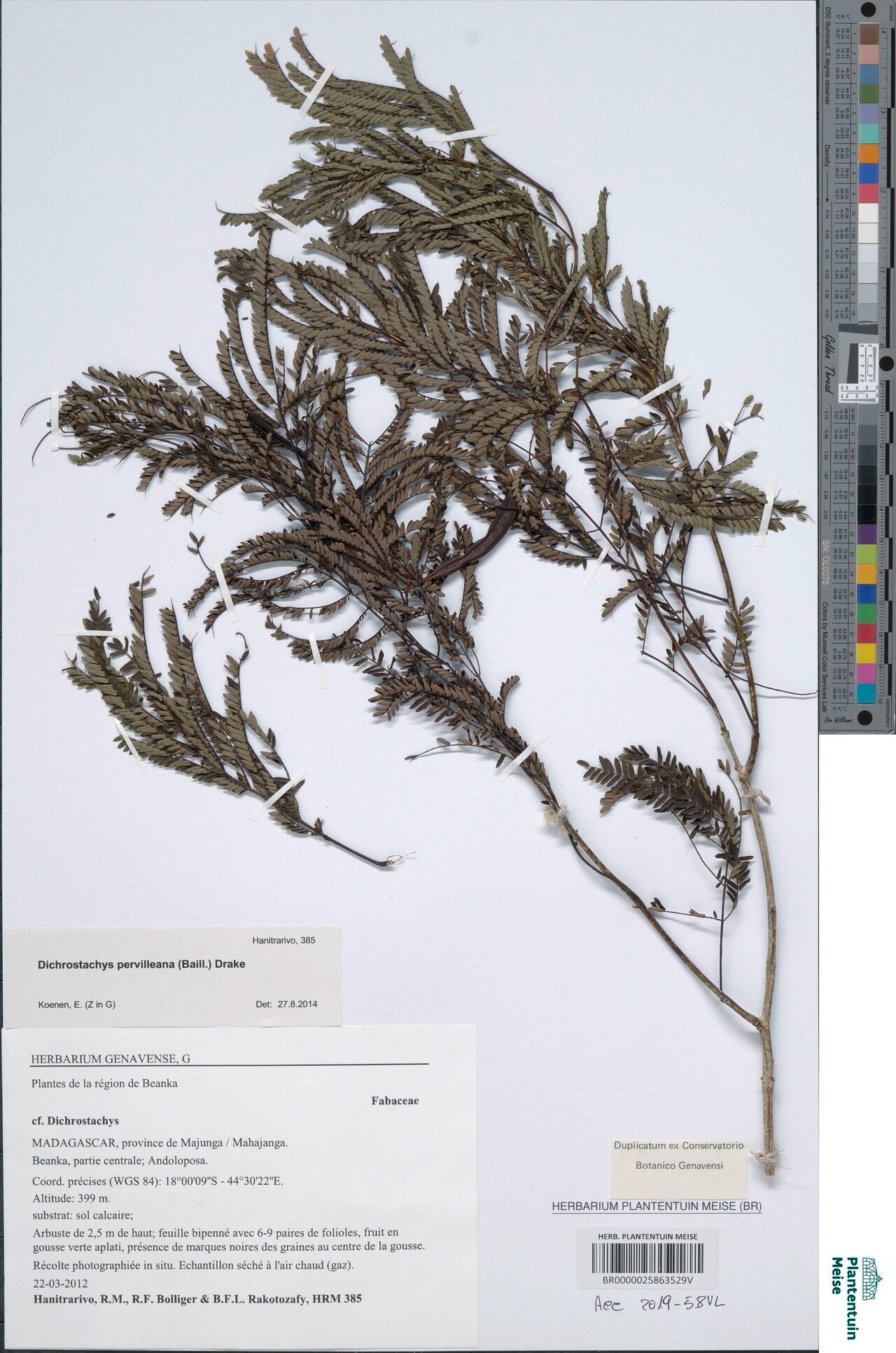 Dichrostachys pervilleana — houseplant care guide