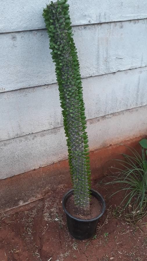 Alluaudia montagnacii — houseplant care guide