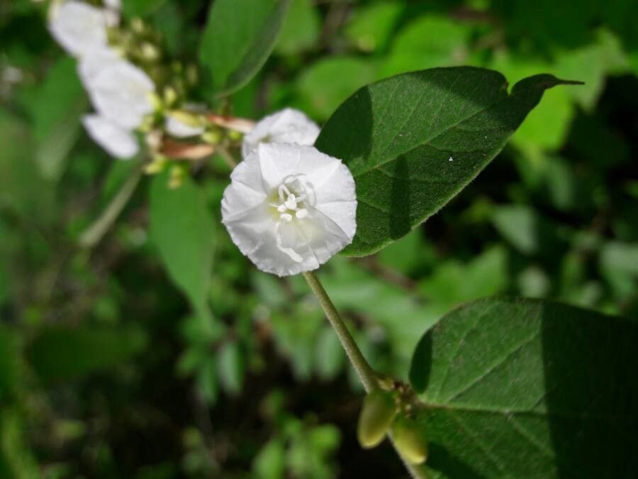 Convolvulus nodiflorus flower