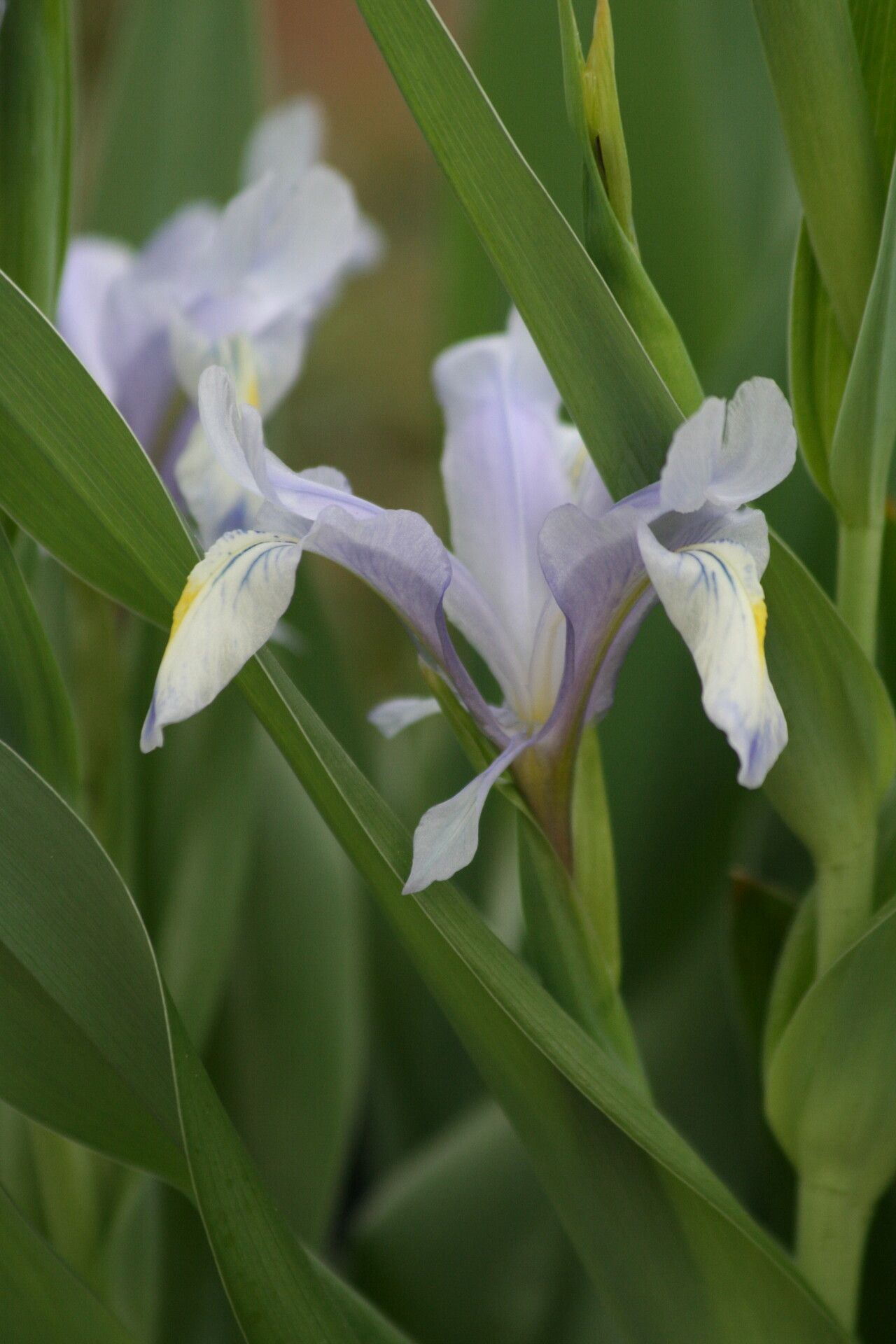 Iris graeberiana flower
