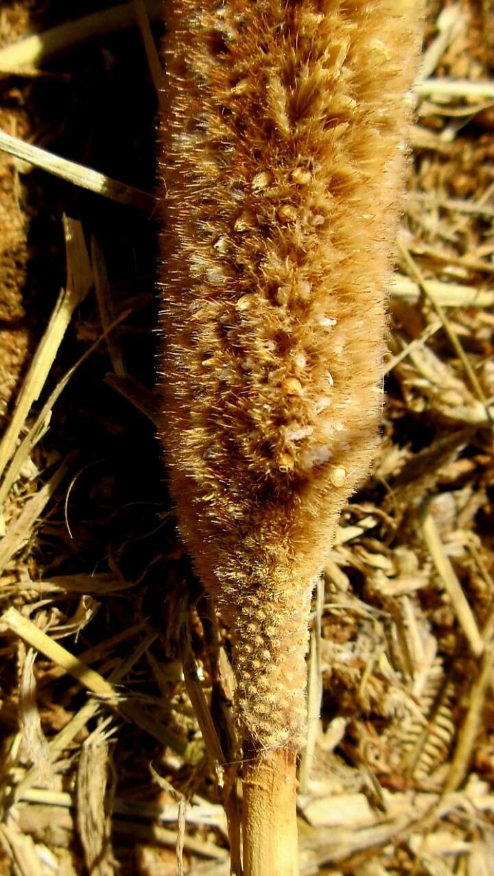 Cenchrus americanus fruit