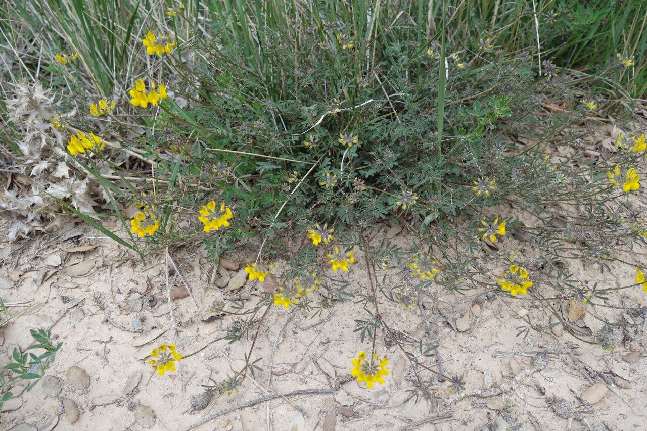 Hippocrepis commutata habit