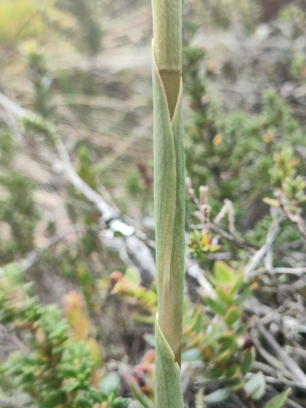 Stenorrhynchos vaginatum — related species from the same genus