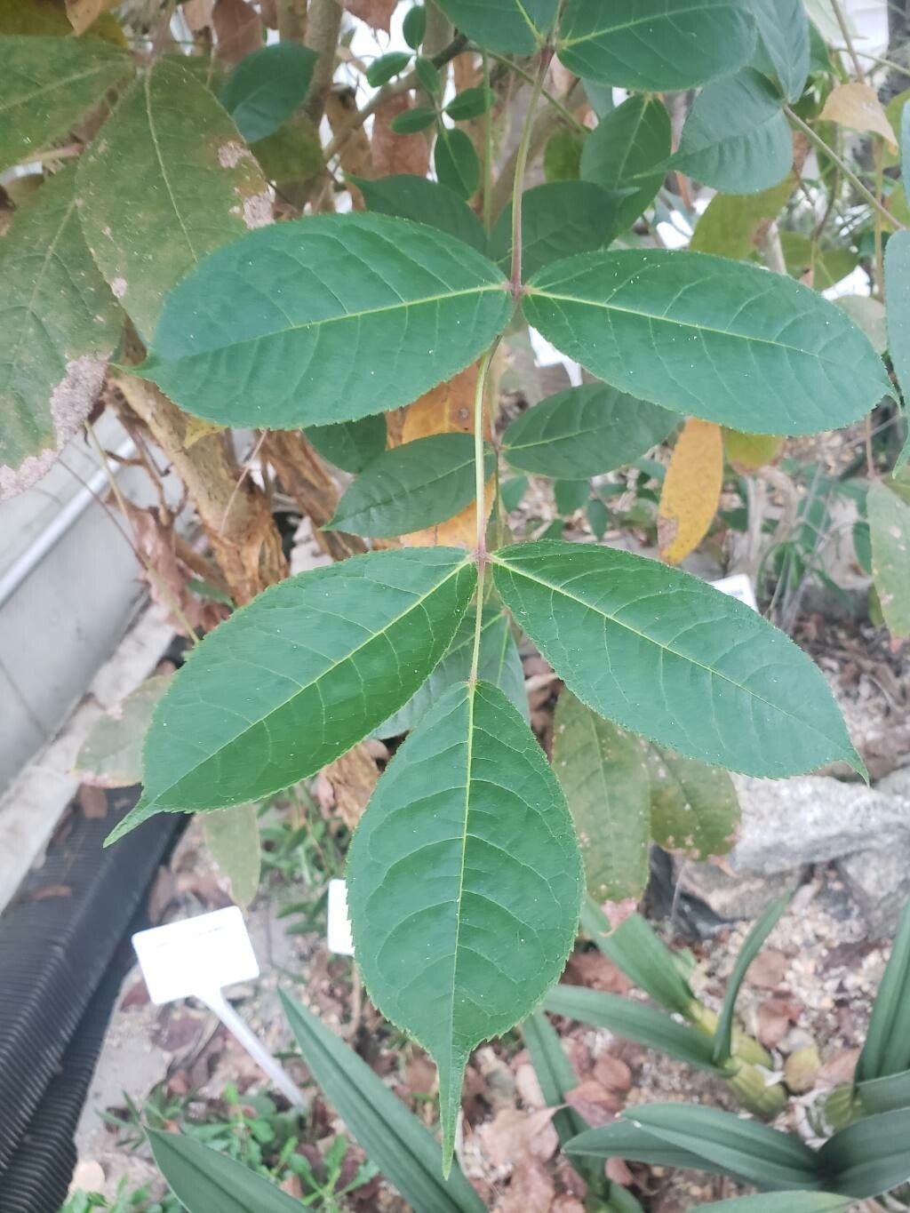 Commiphora capuronii — search result for 'Commiphora'