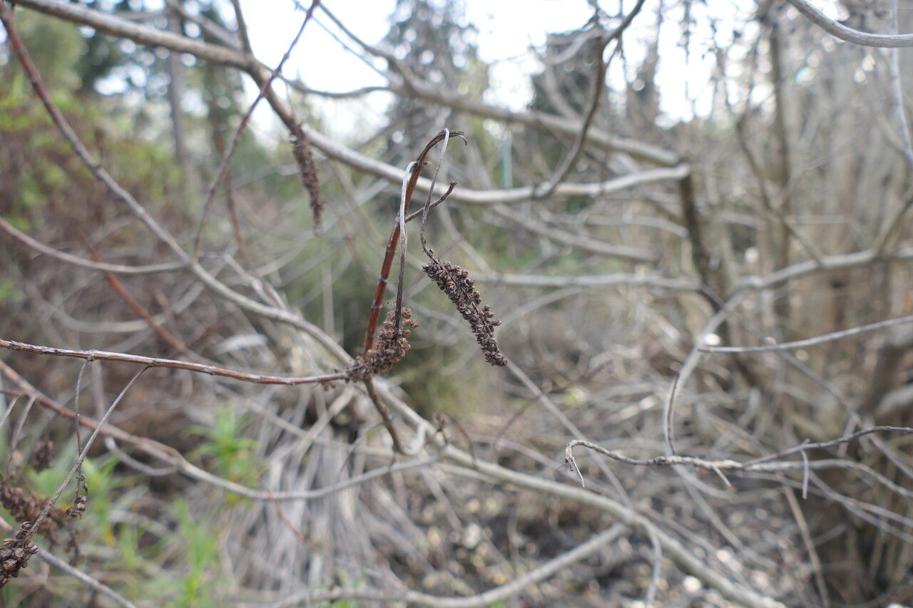 Veronica salicifolia fruit