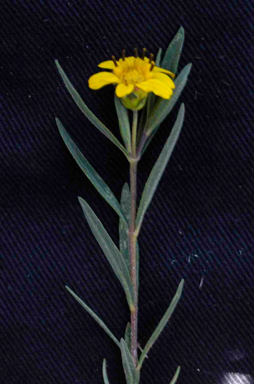 Aspilia foliosa flower