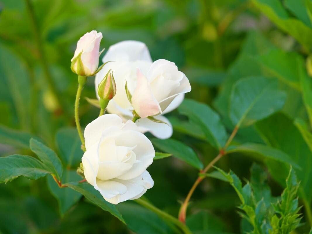 Rosa moschata flower