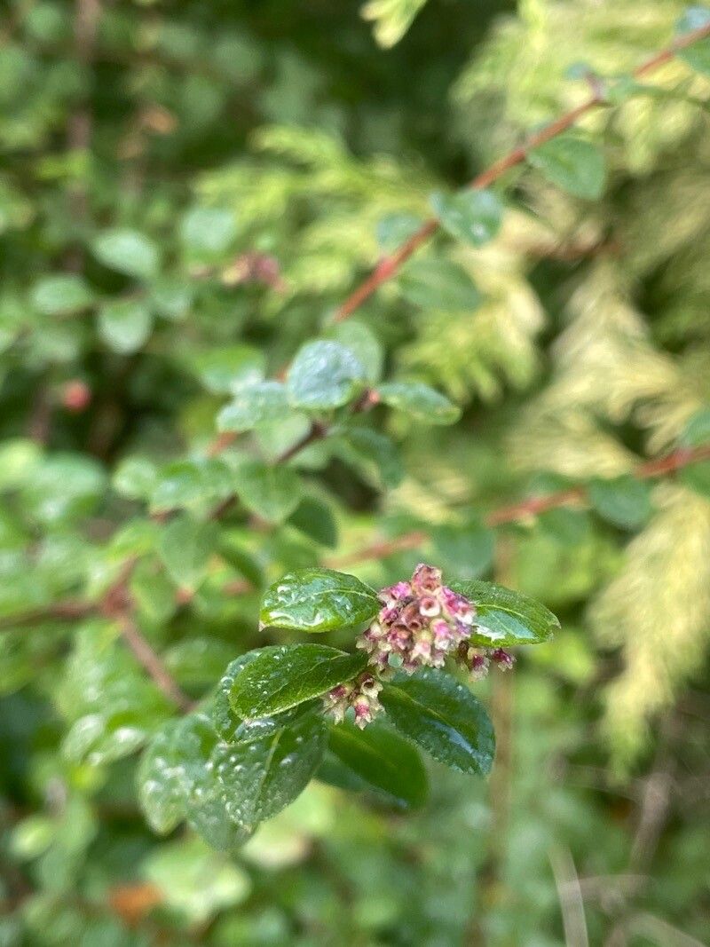 Symphoricarpos × chenaultii flower