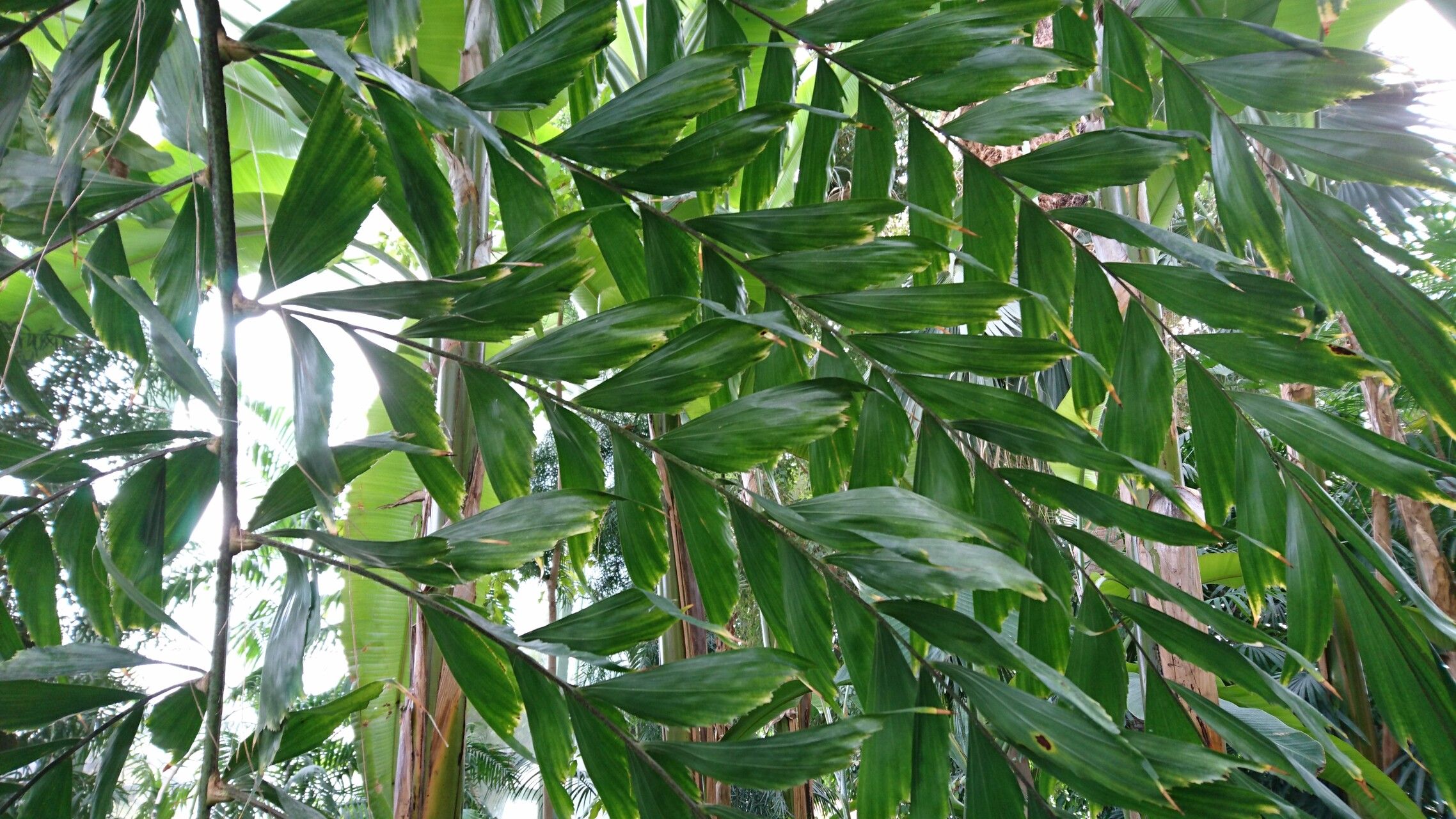 Caryota cumingii leaf