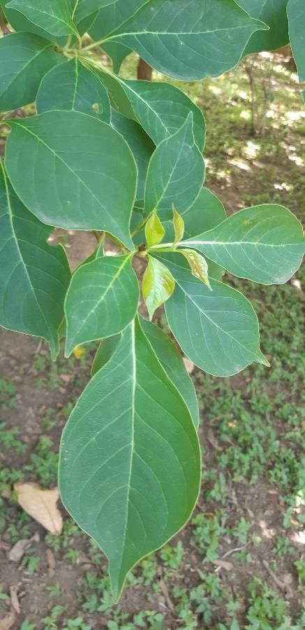 Calycophyllum candidissimum — search result for 'Cuba'
