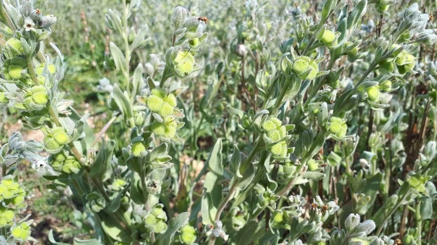 Cynoglossum dioscoridis fruit