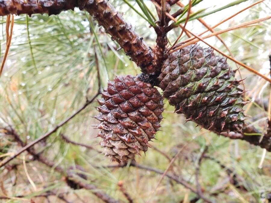 Pinus ponderosa fruit