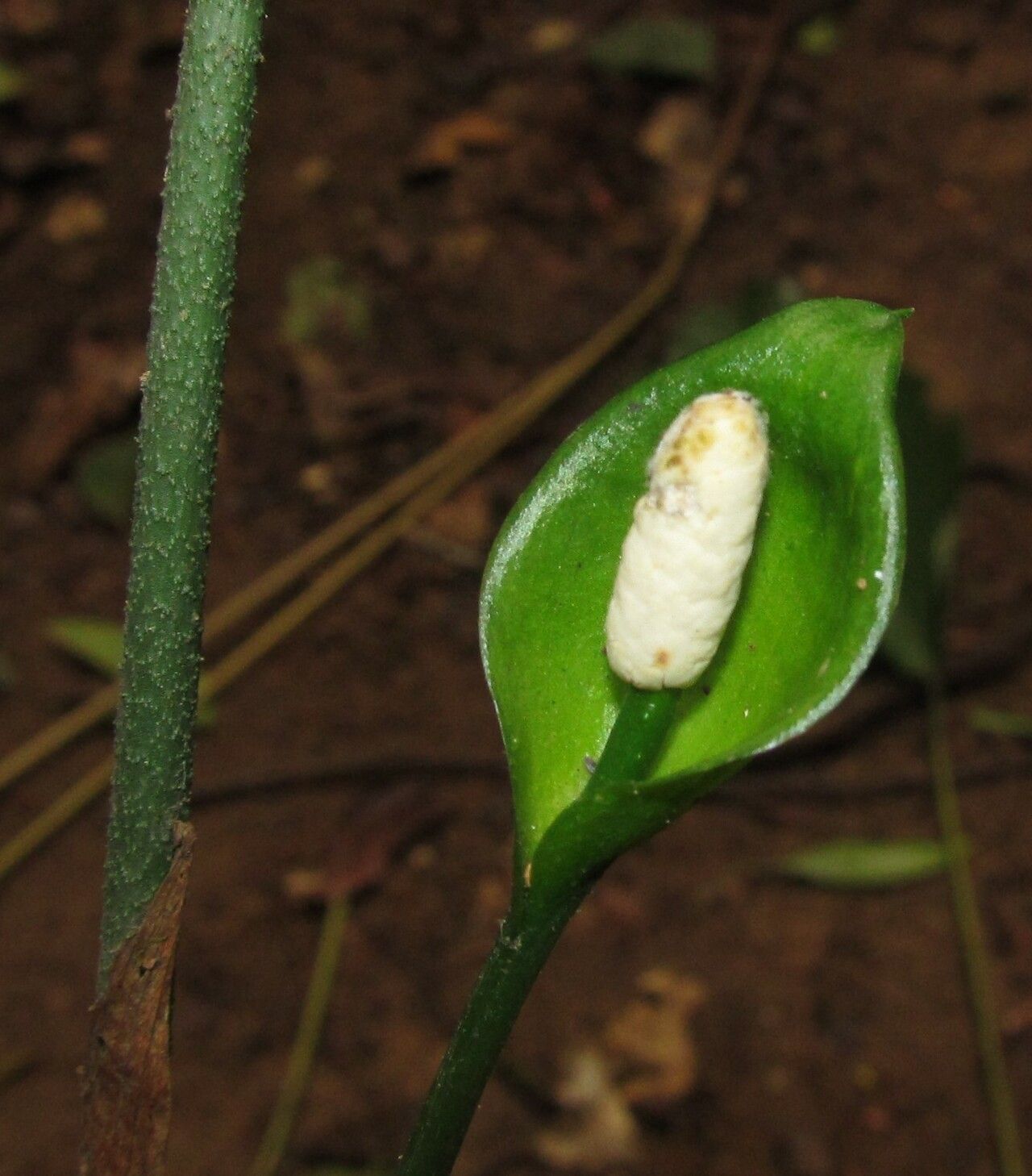Nephthytis poissonii flower