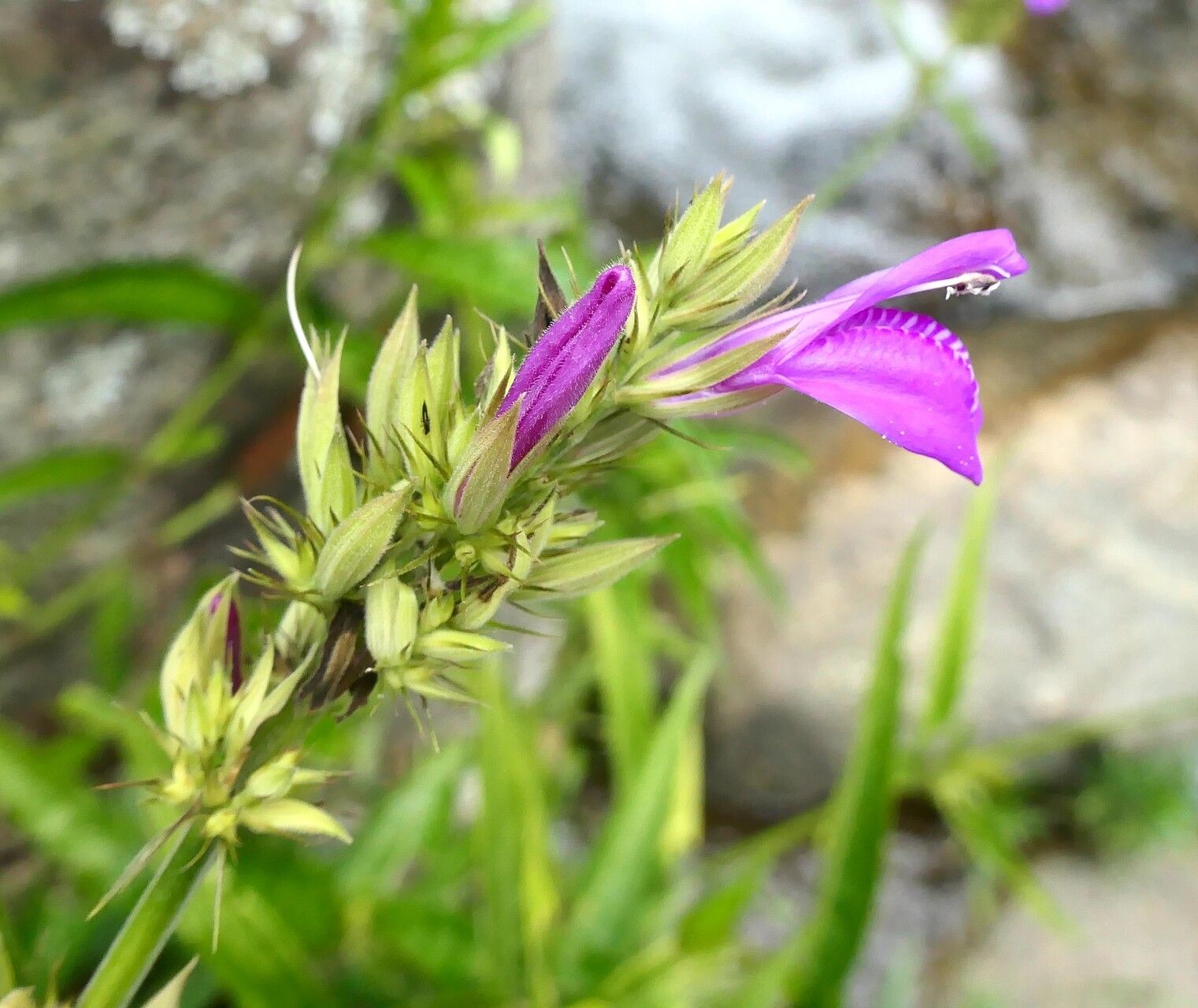 Justicia filibracteolata flower
