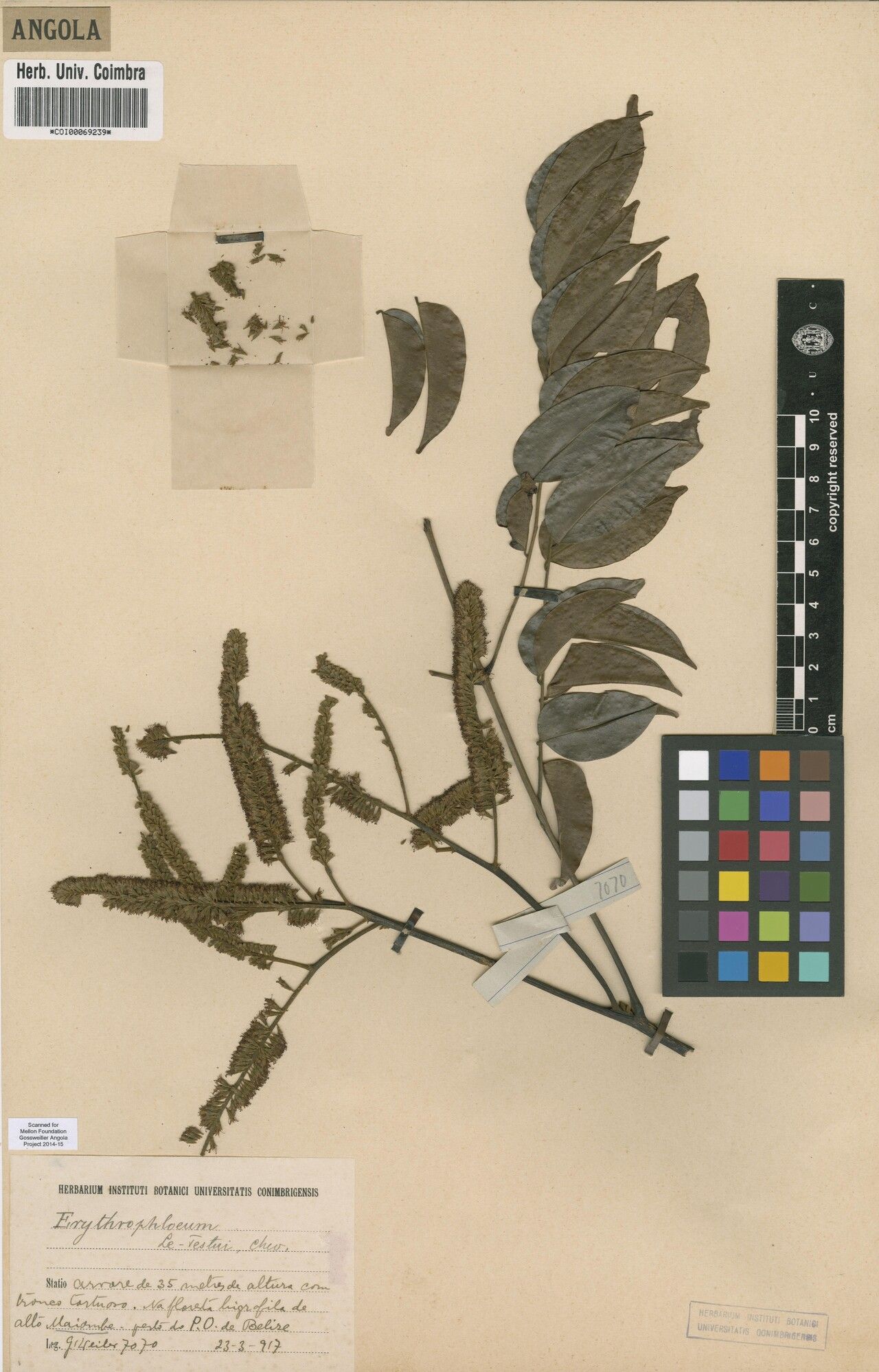 Erythrophleum letestui — related species from the same genus