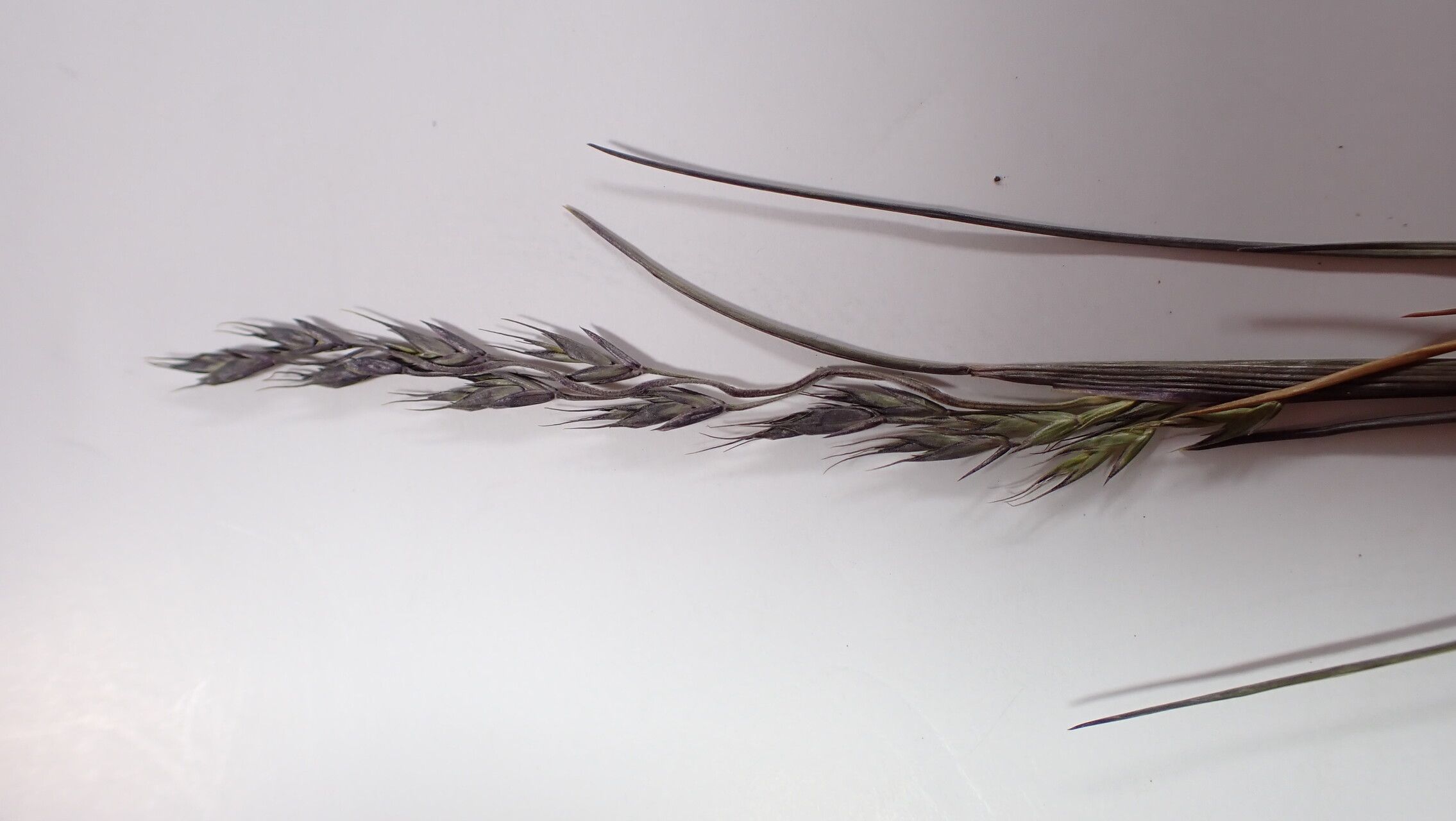 Festuca cumminsii flower
