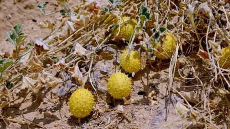 Cucumis prophetarum fruit
