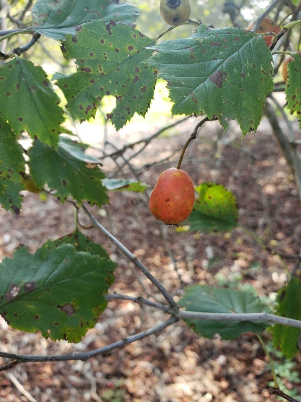Crataegus magniflora fruit