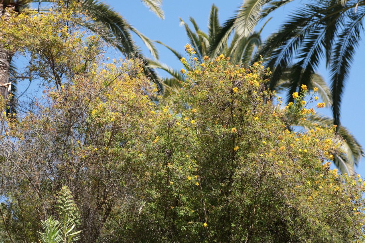 Hypericum canariense flower