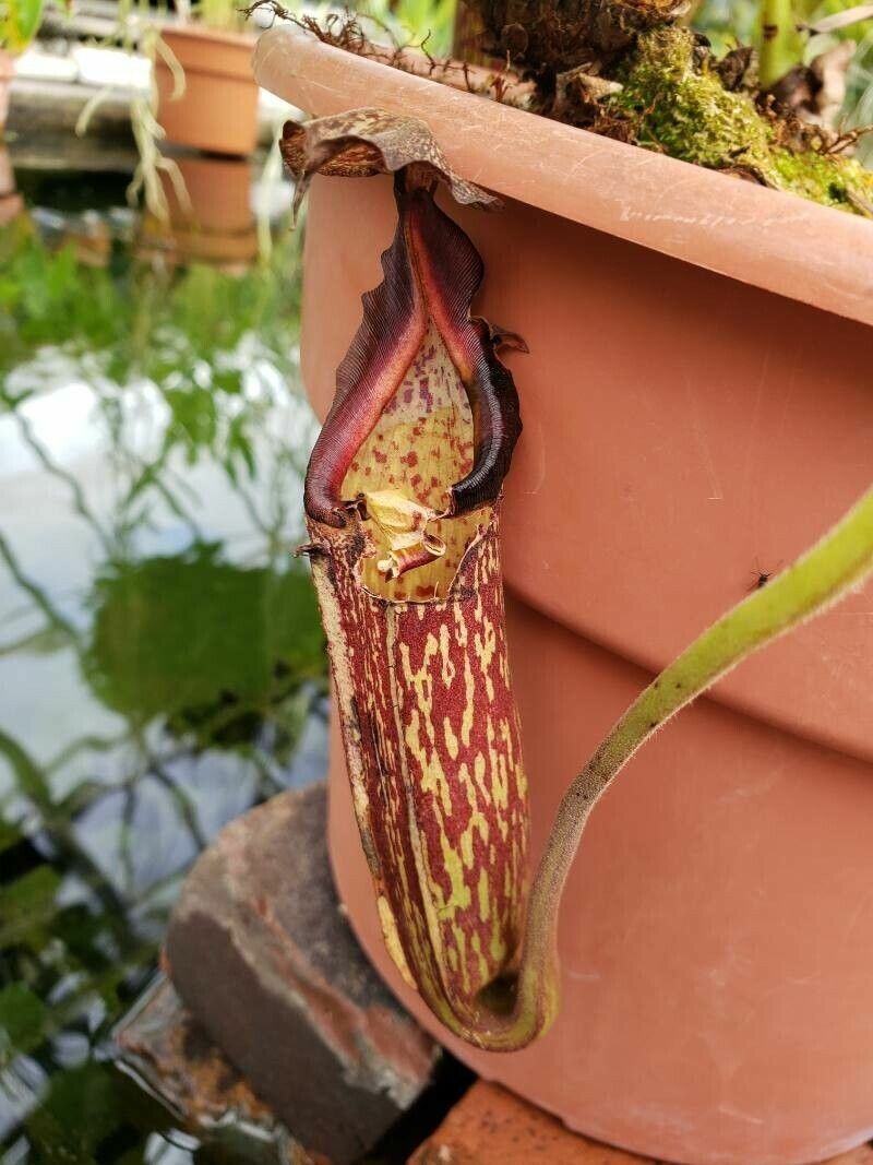 Nepenthes maxima — search result for 'Nepenthes'