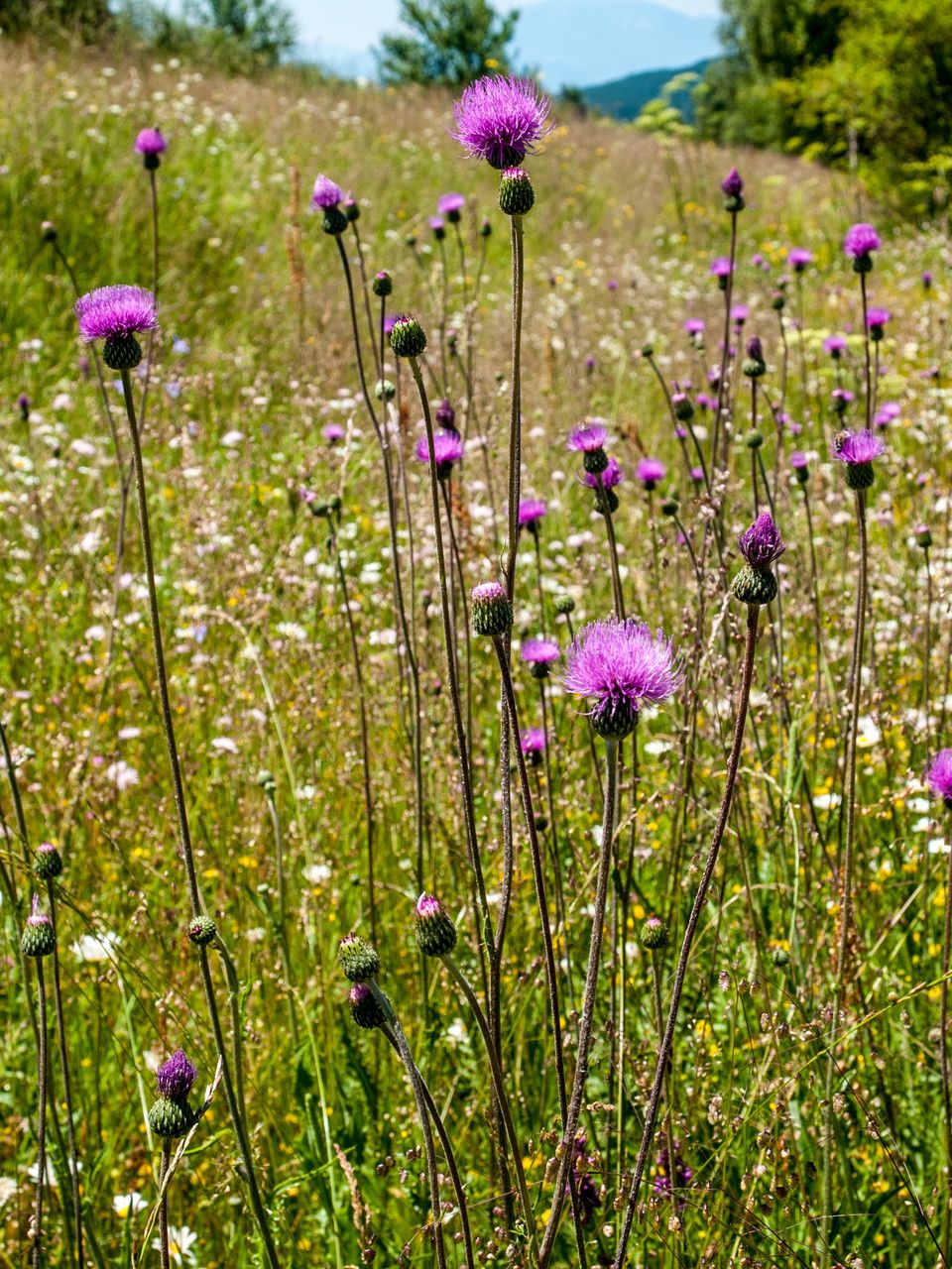 Cirsium canum habit