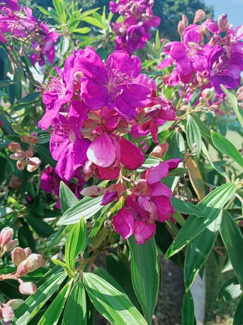 Pleroma granulosum leaf