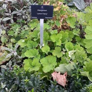 Pelargonium odoratissimum habit
