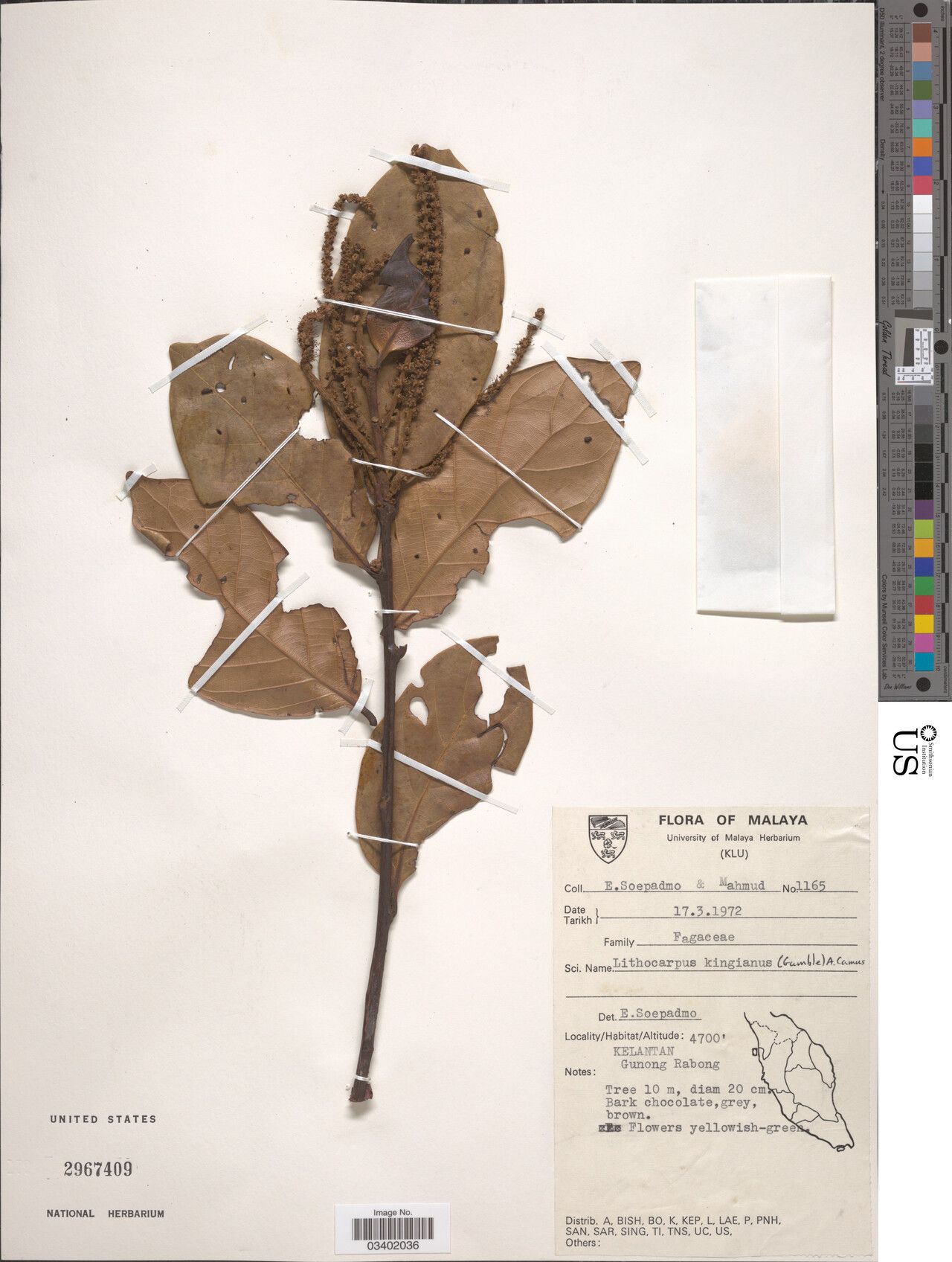 Lithocarpus kingianus — search result for 'Lithocarpus'