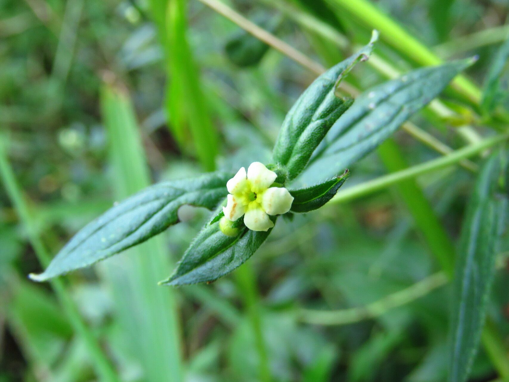 Lithospermum afromontanum flower