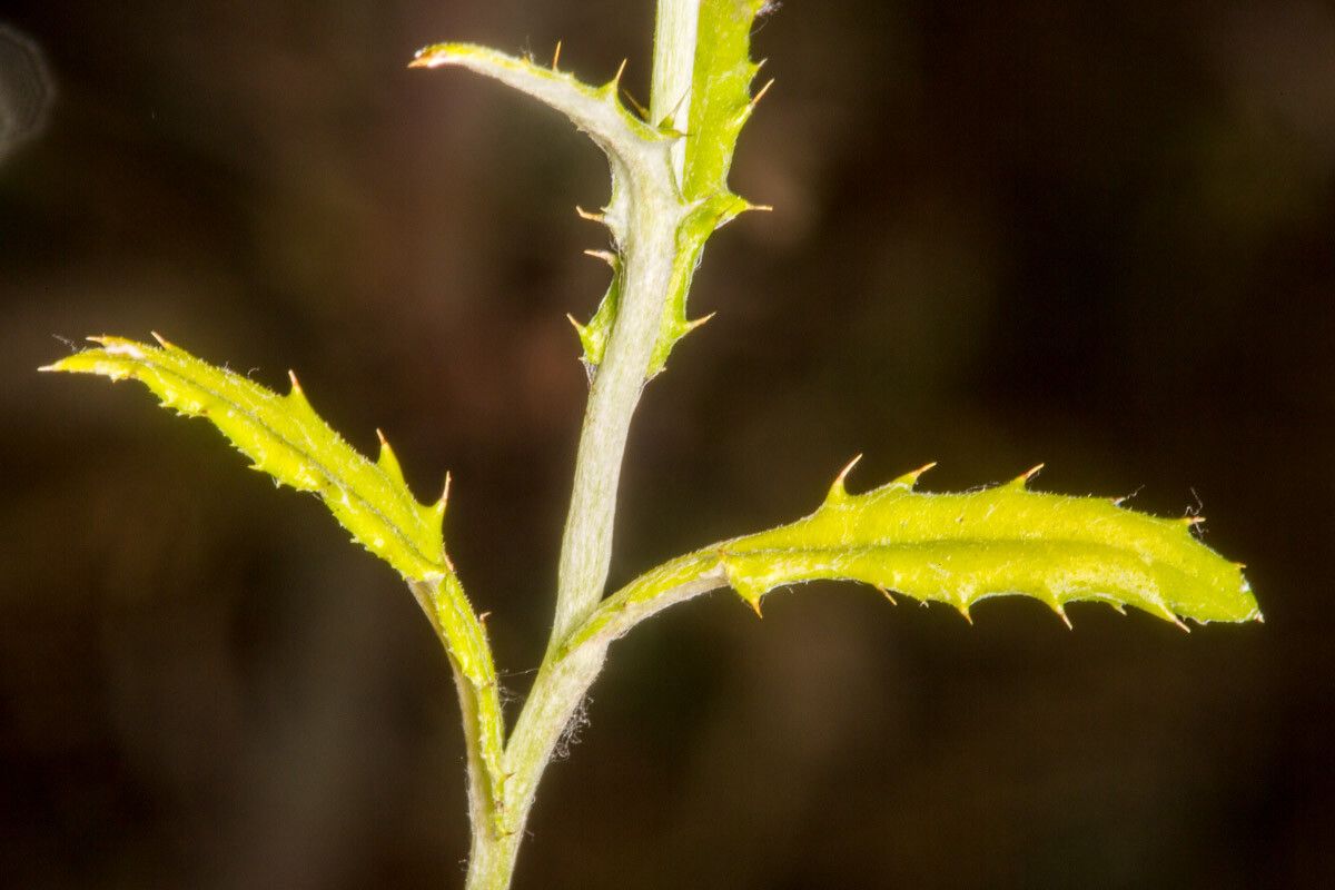 Carduus acicularis — search result for 'Iraq'