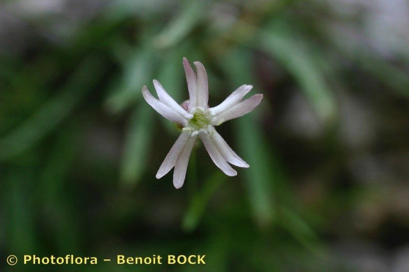 Silene campanula — houseplant care guide