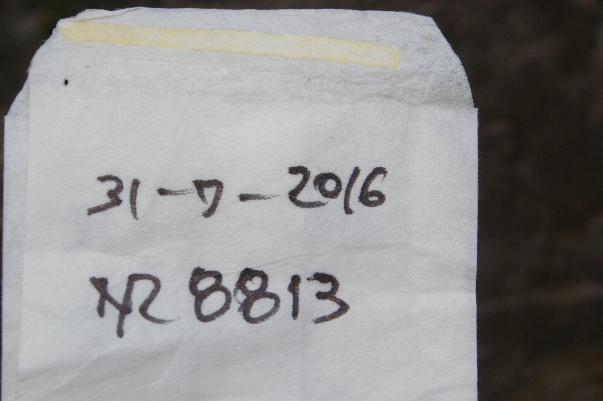 Evolvulus tenuis fruit