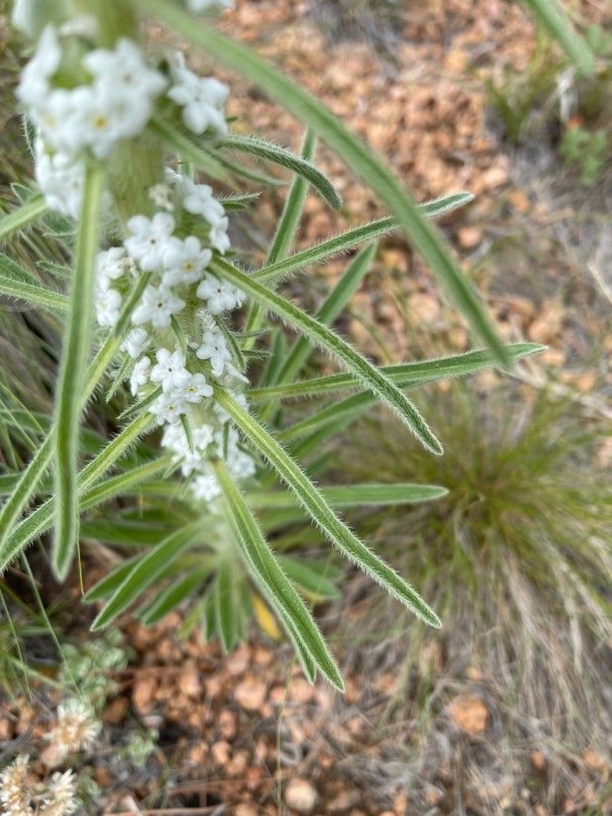 Cryptantha virgata leaf