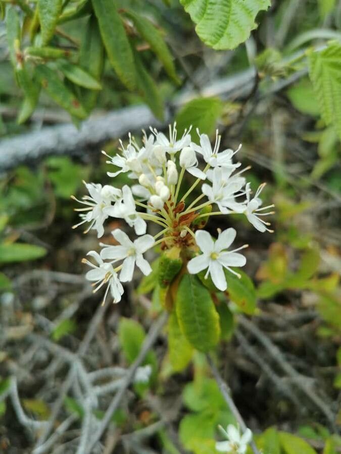 Ledum groenlandicum flower