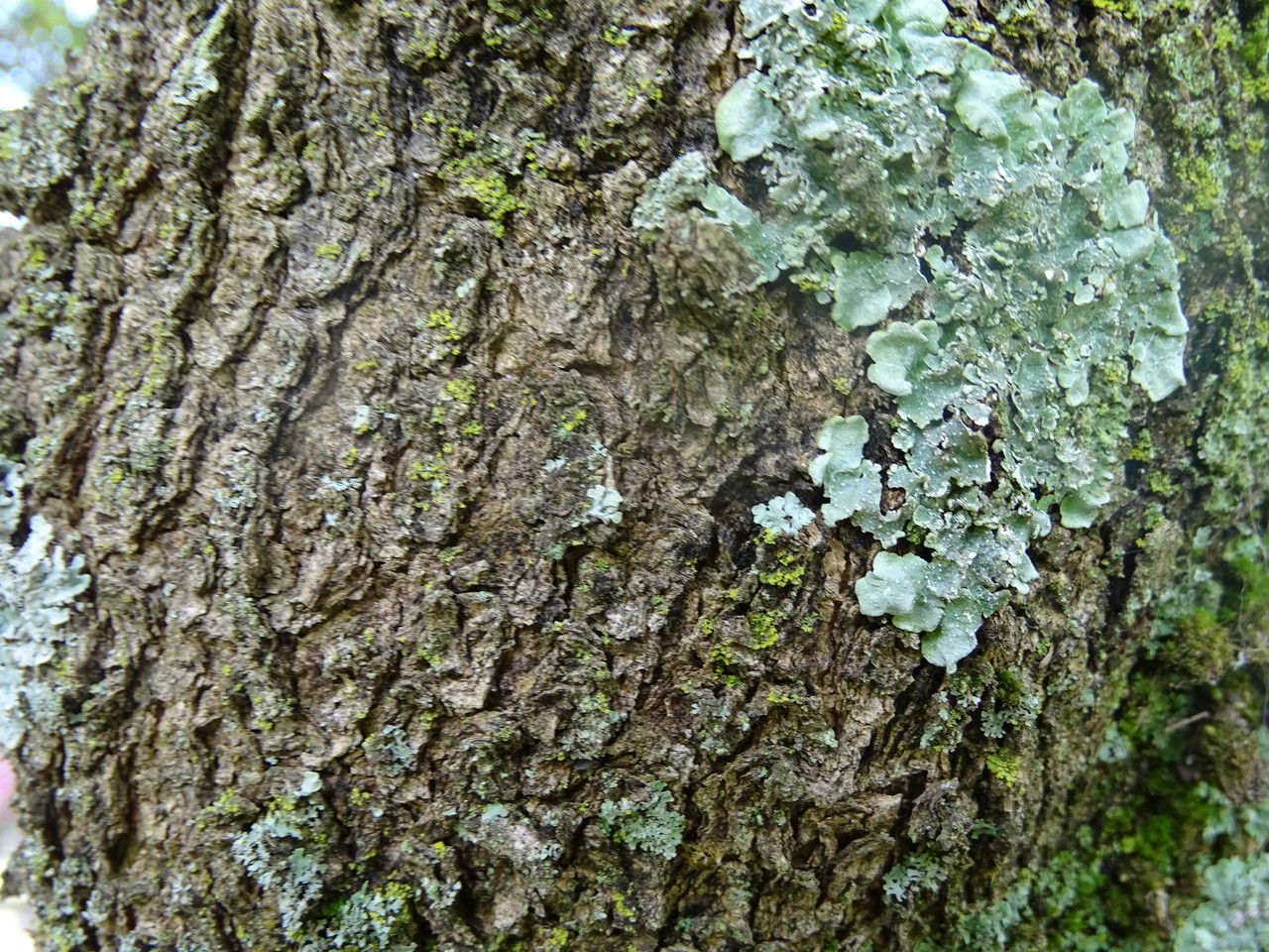 Croton megalocarpus bark