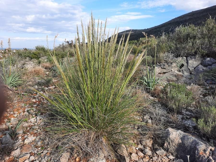 Macrochloa tenacissima flower