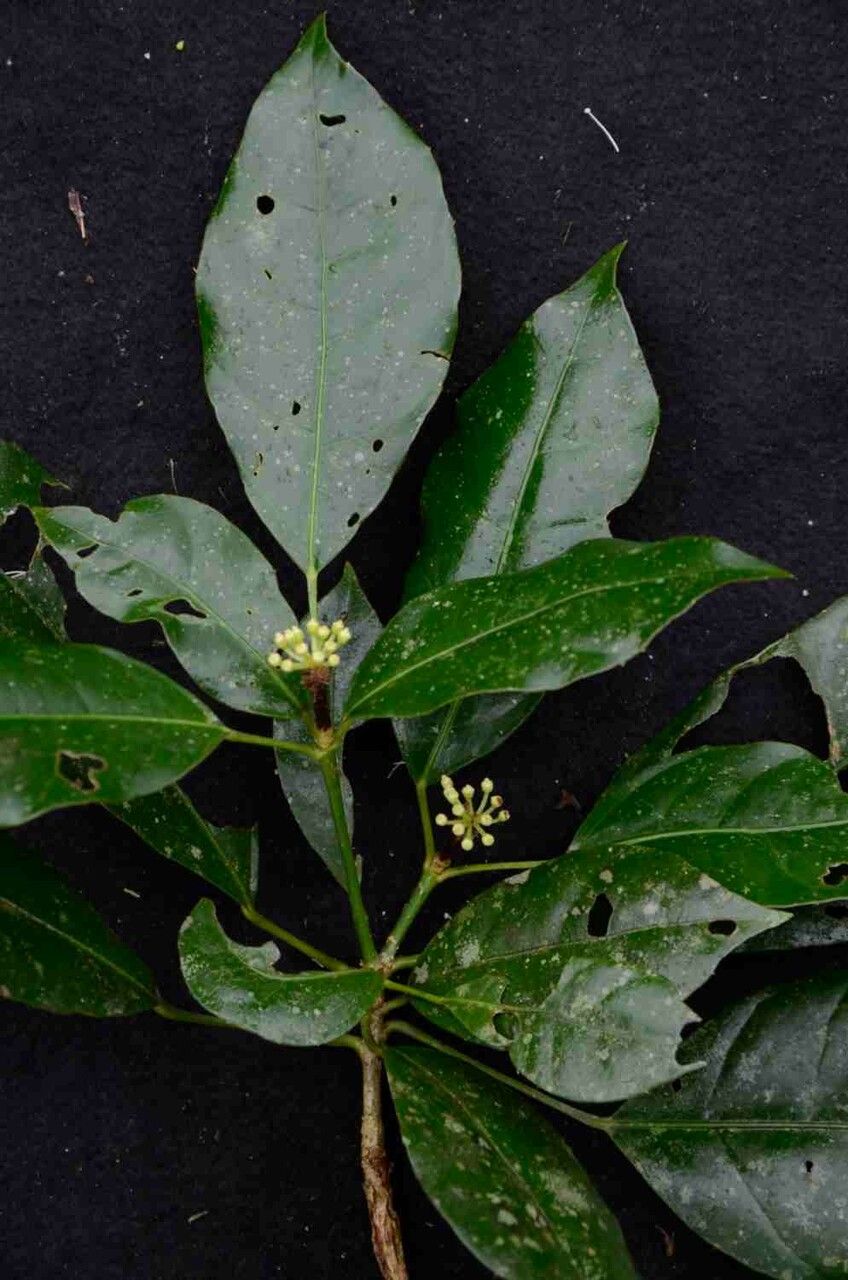 Dendropanax australis flower