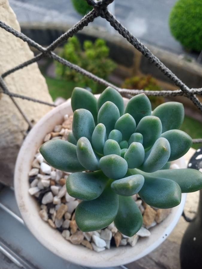 Pachyphytum longifolium — houseplant care guide
